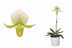 ���� ����������(Paphiopedilum)